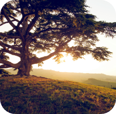 Cedars of Lebanon